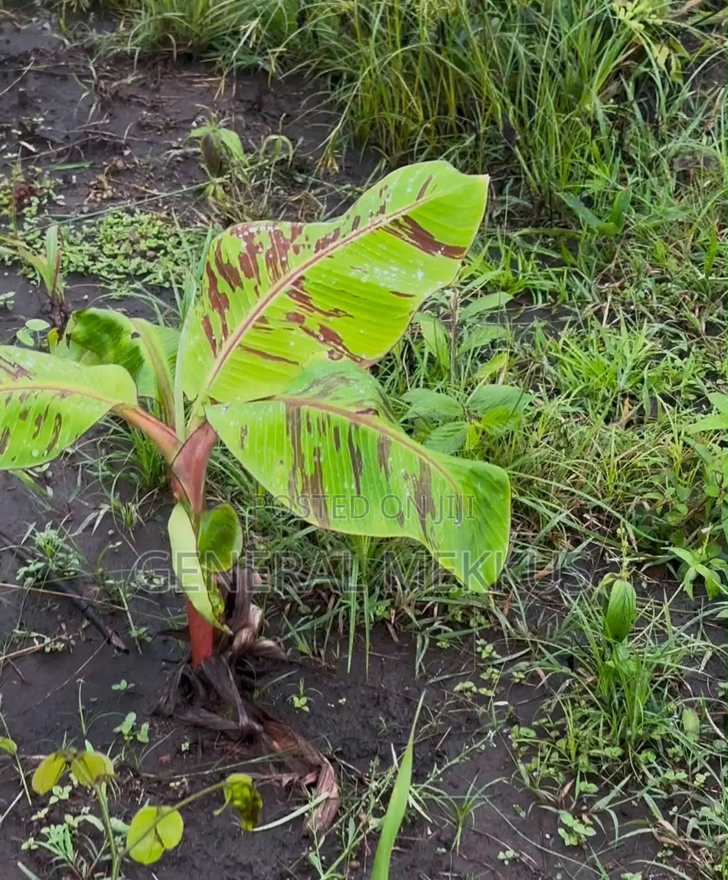Sunset Plaintain Farm
