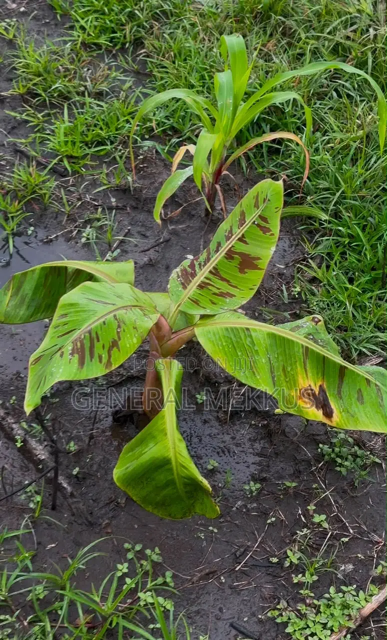 Sunset Plaintain Farm