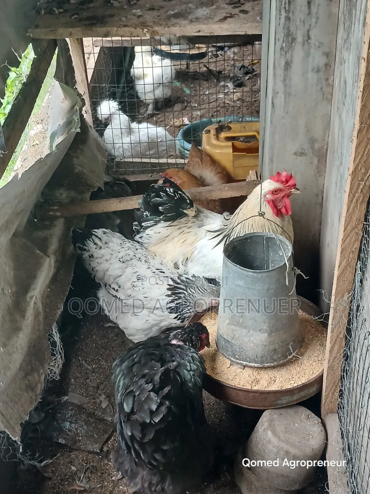 Exotic Chicken (Sultan, Silkie, Brahma, Polish, Frizzle, Naked Neck)