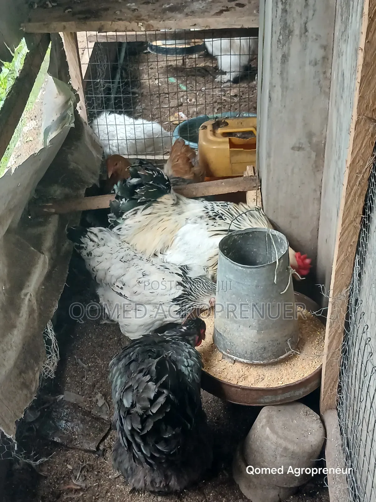 Exotic Chicken (Sultan, Silkie, Brahma, Polish, Frizzle, Naked Neck)