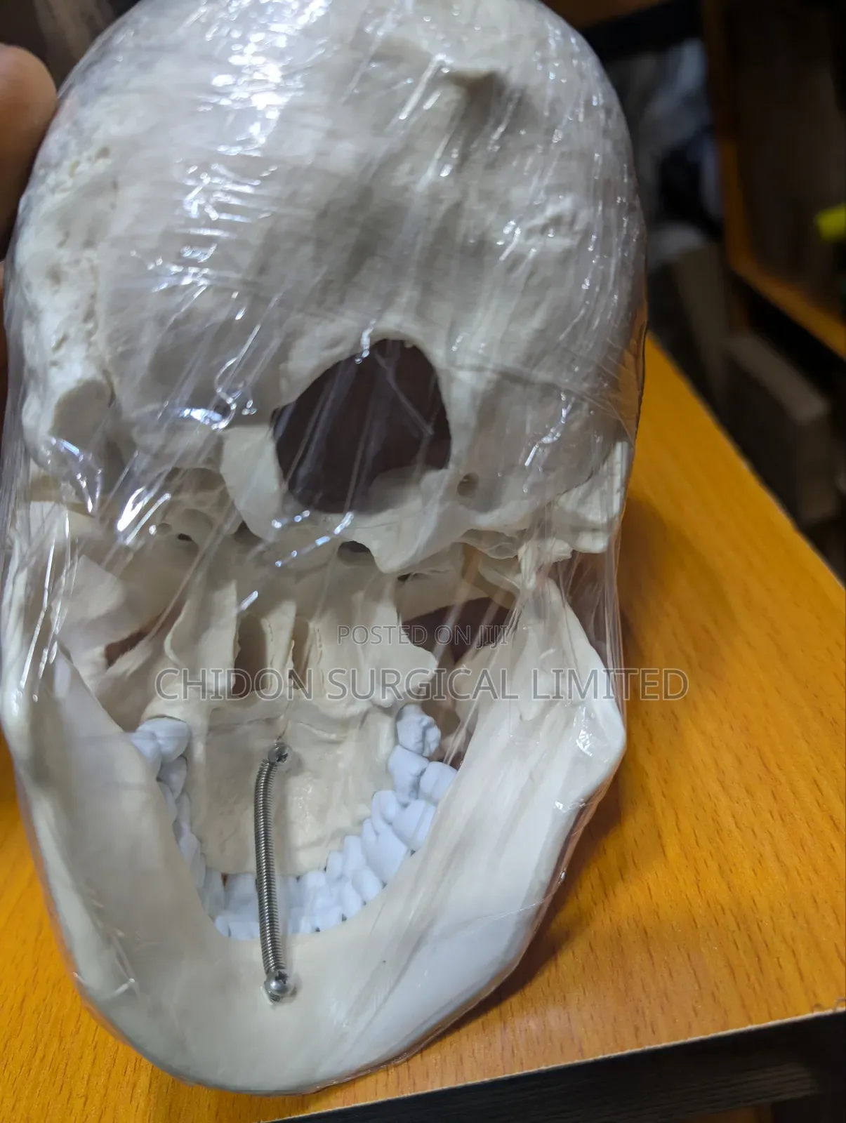 Skull Model