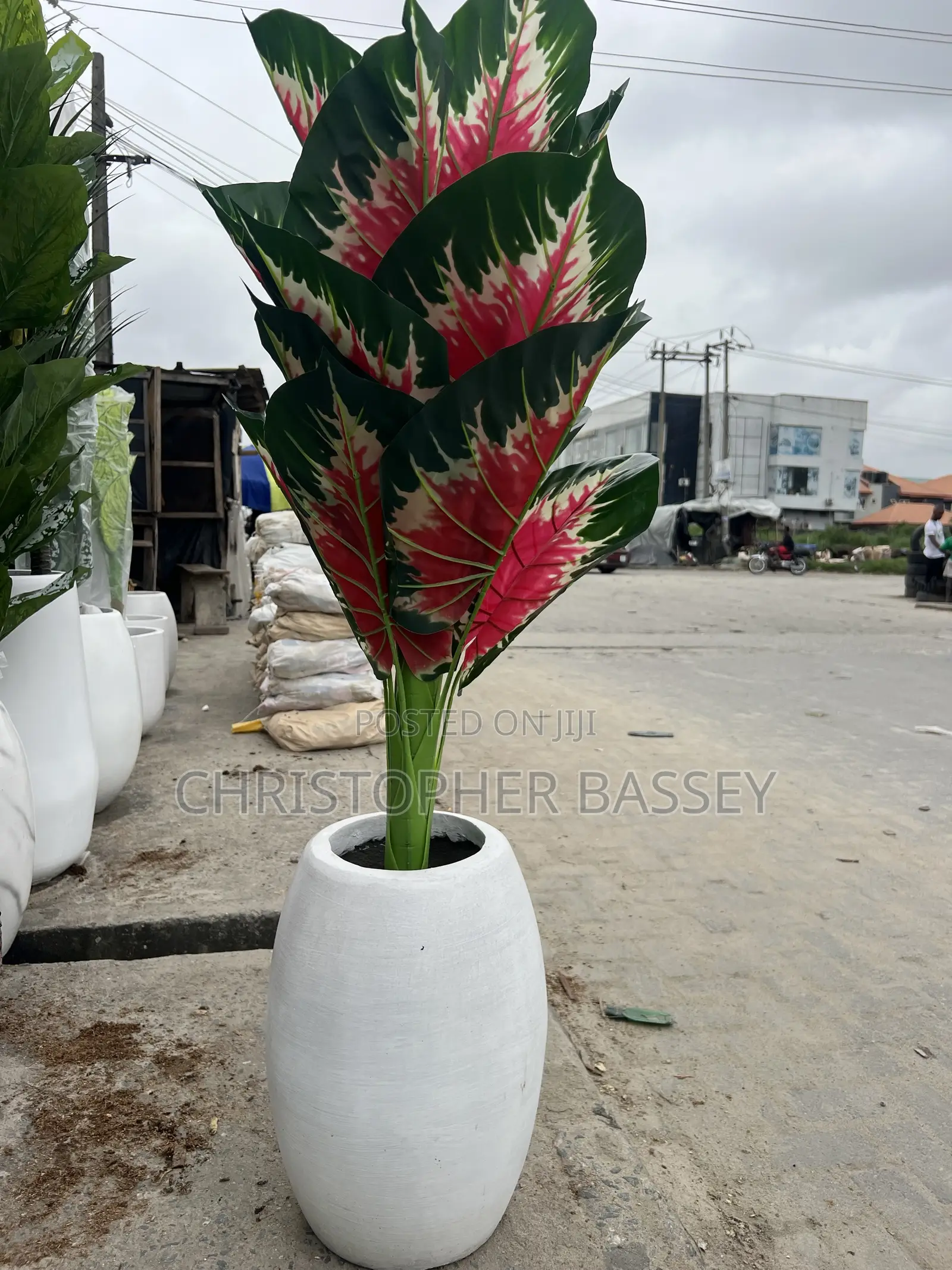 Red Aglaonema (Siam Aurora / Red Chinese Evergreen)