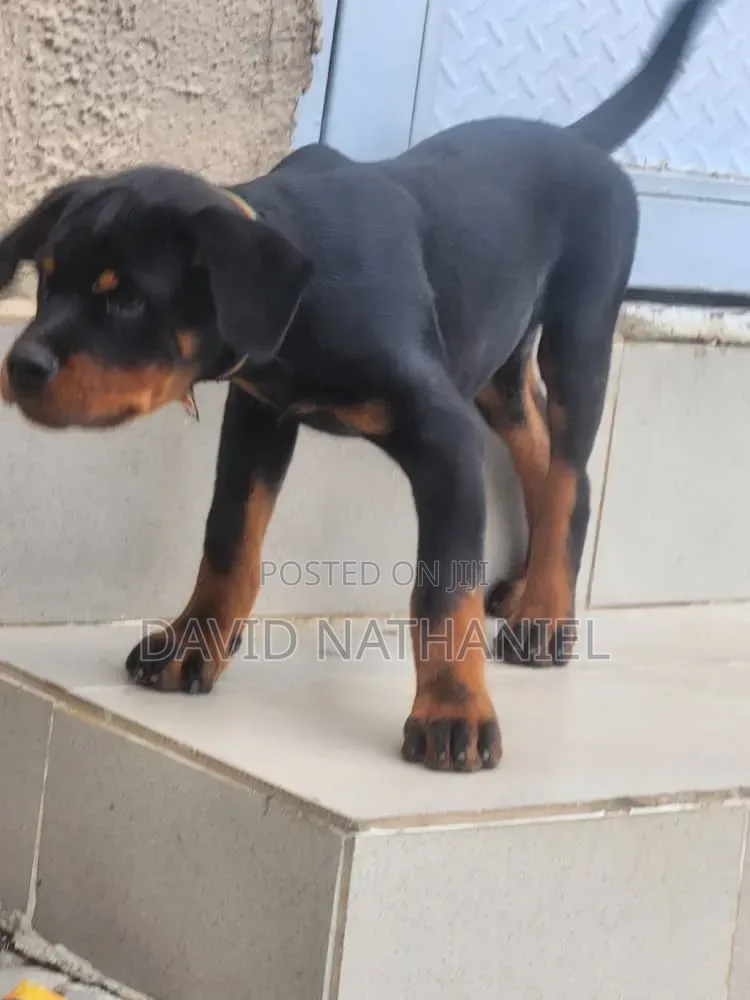 3-6 months Male Purebred Rottweiler