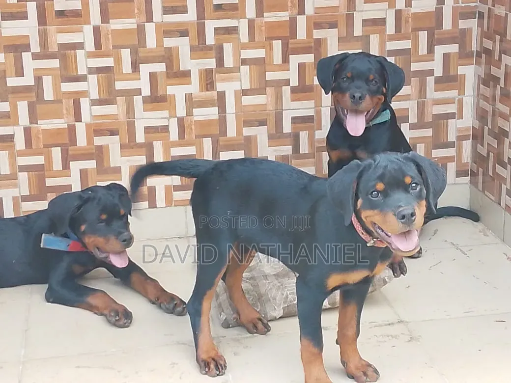 3-6 months Male Purebred Rottweiler