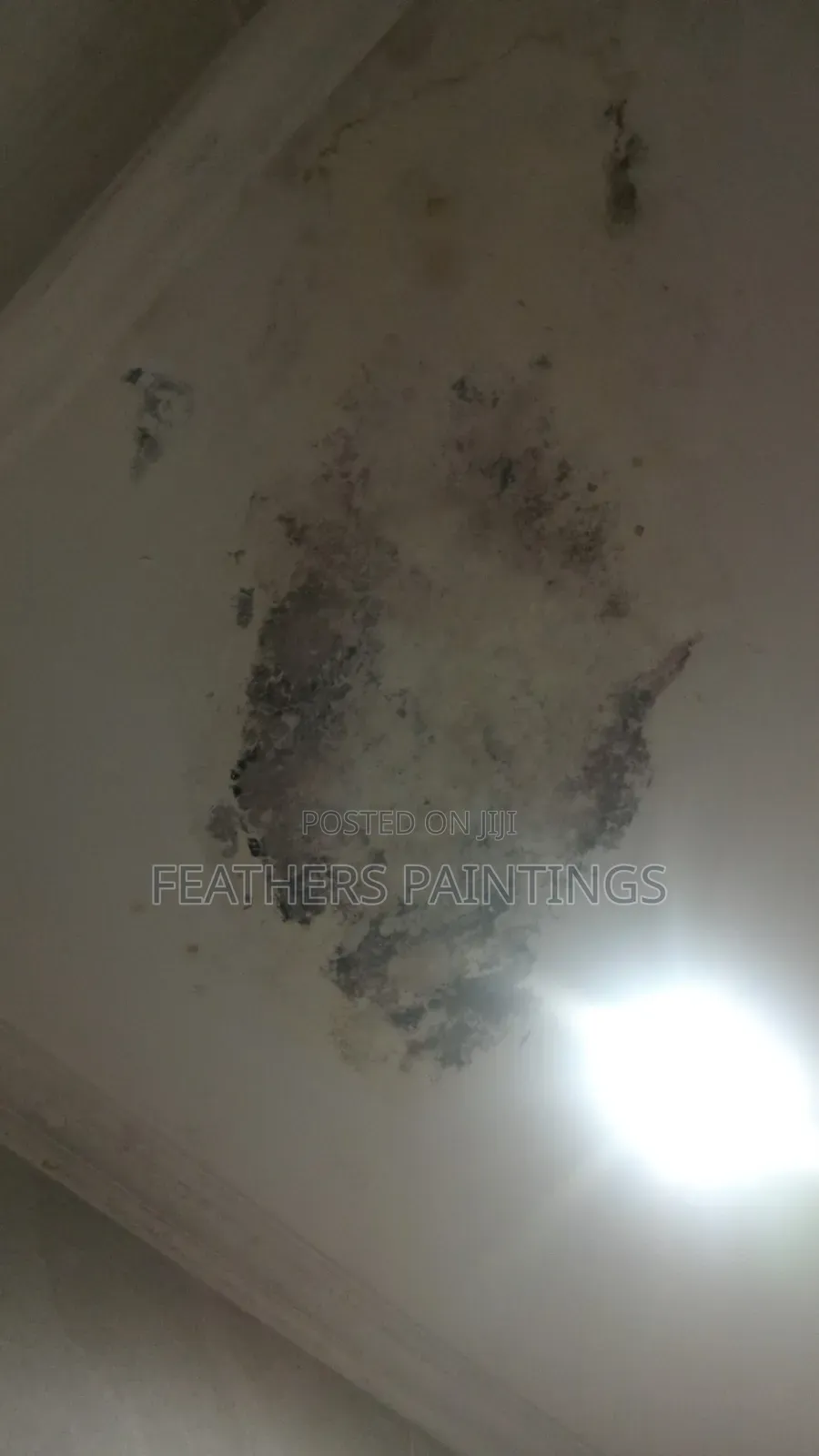 Mould Treatment and Wall Repainting