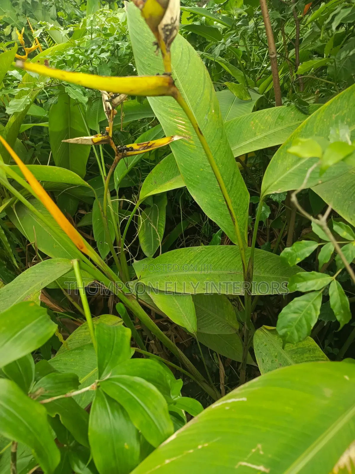 False Bird of Paradise