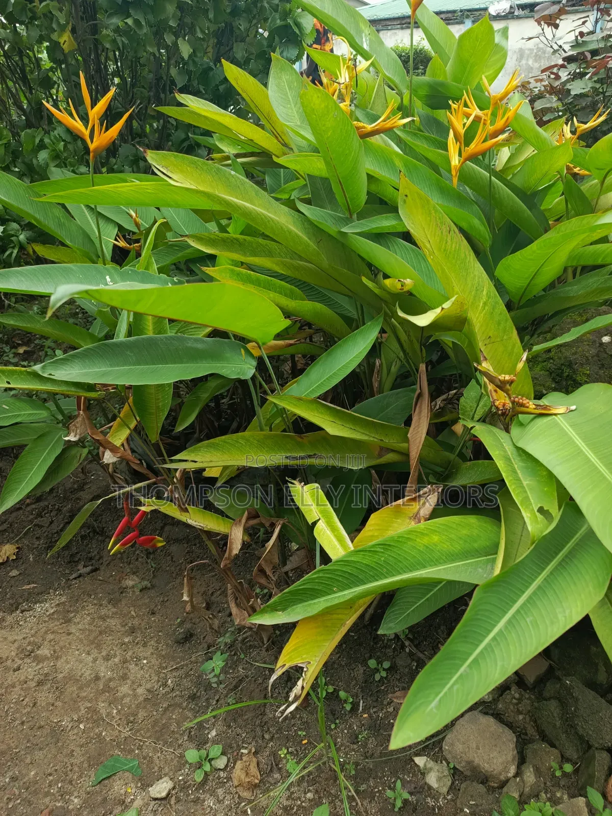 False Bird of Paradise