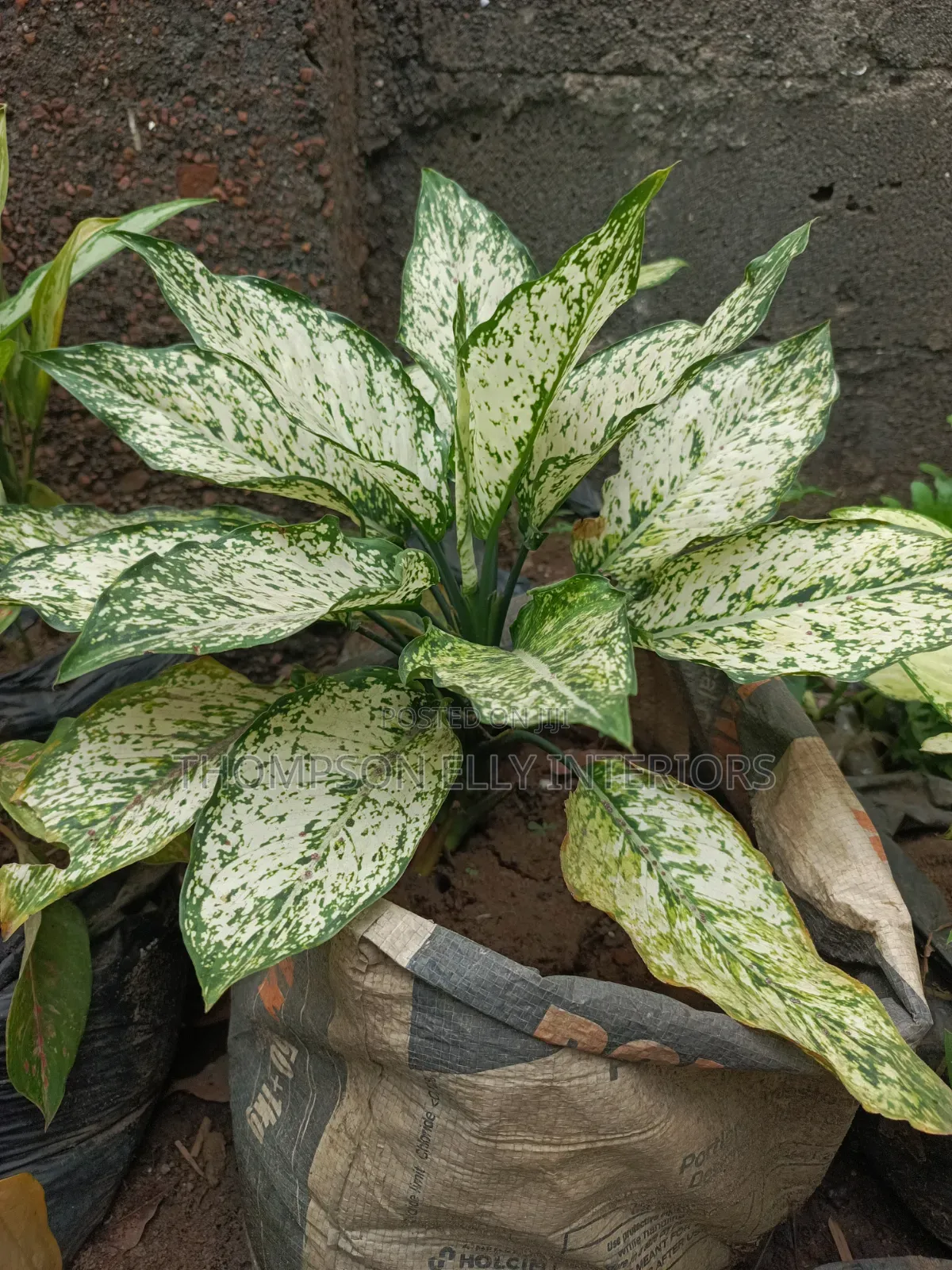 Chinese Evergreen