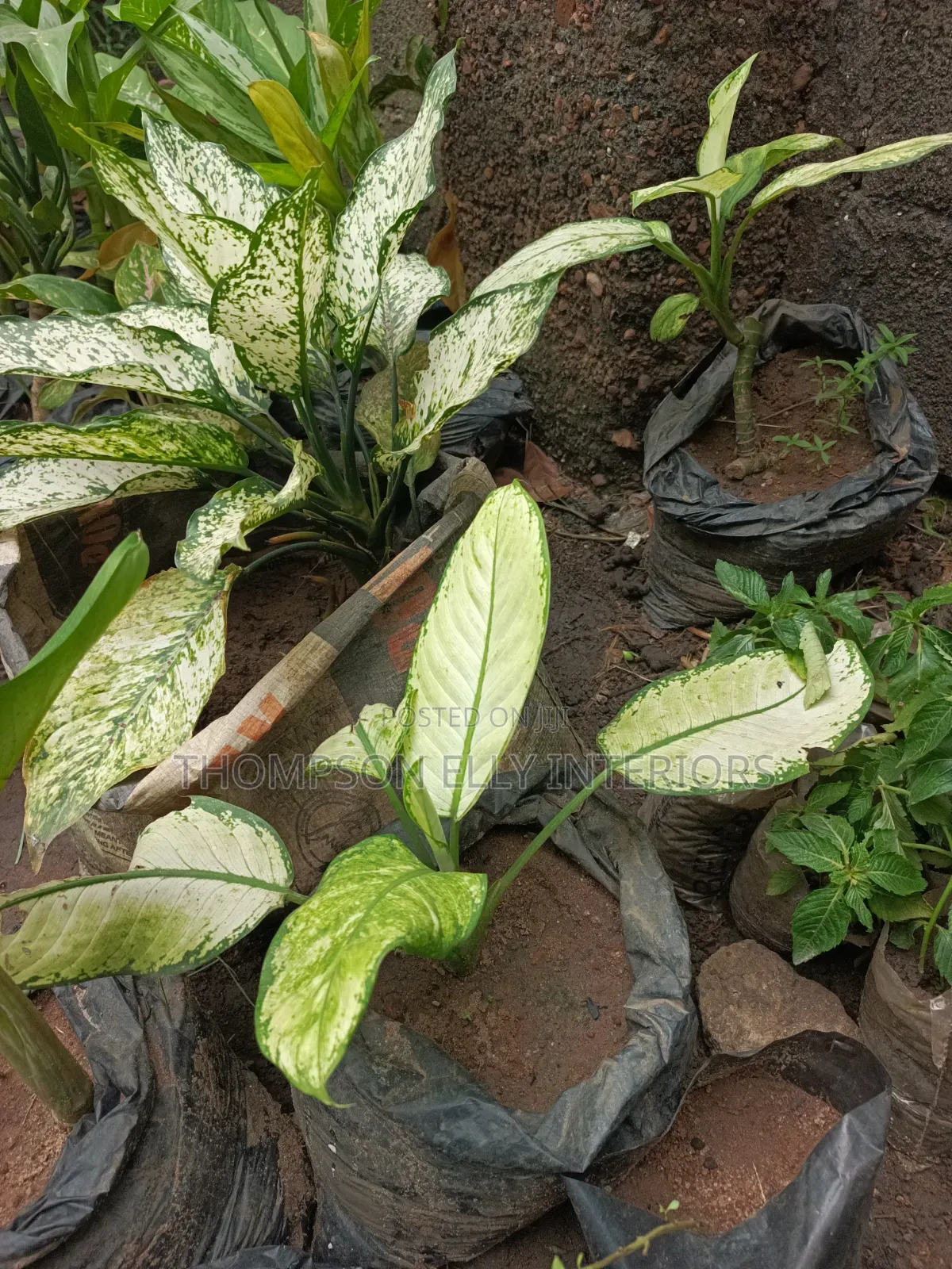 Chinese Evergreen