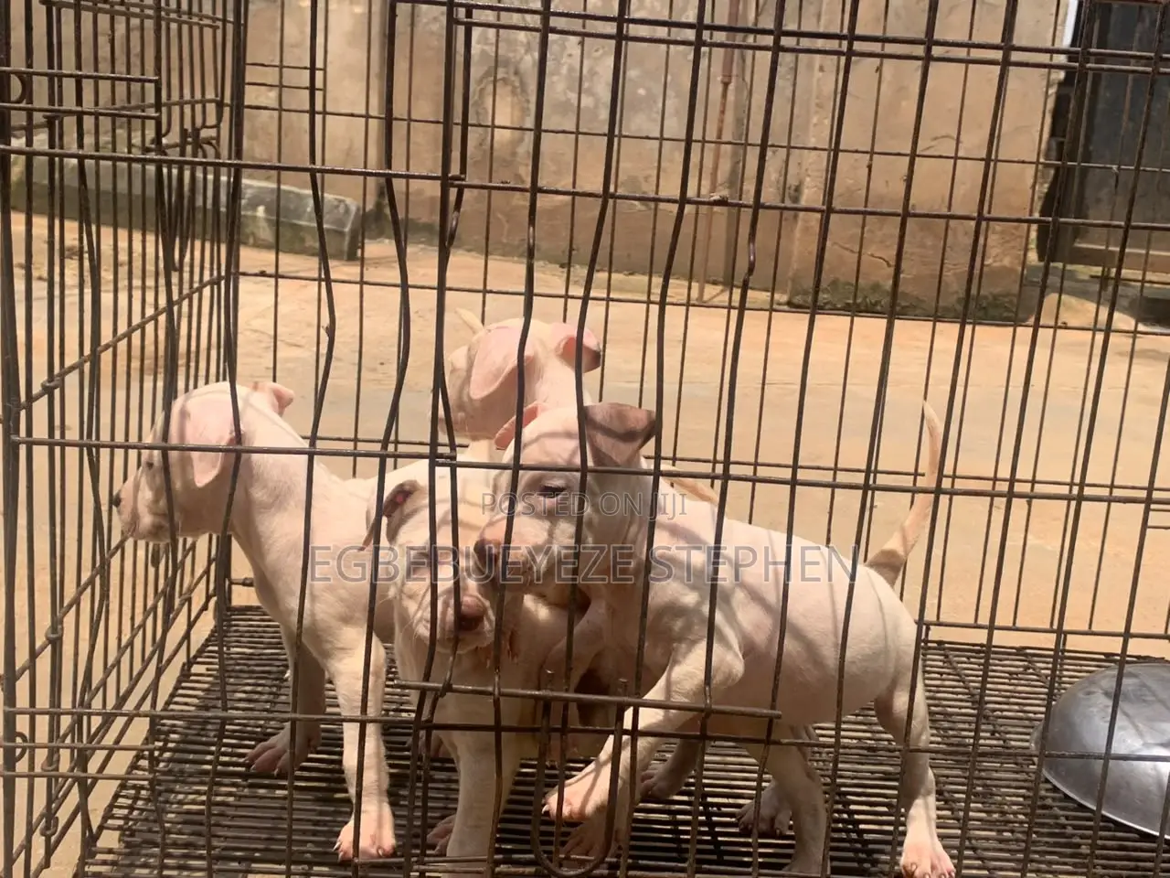 1-3 months Female Purebred American Pit Bull Terrier