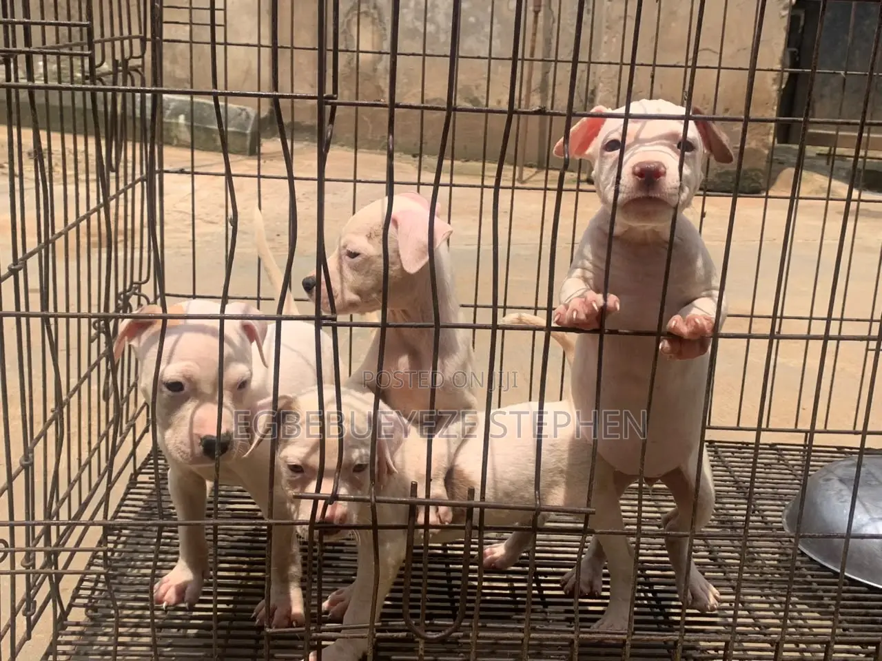 1-3 months Female Purebred American Pit Bull Terrier