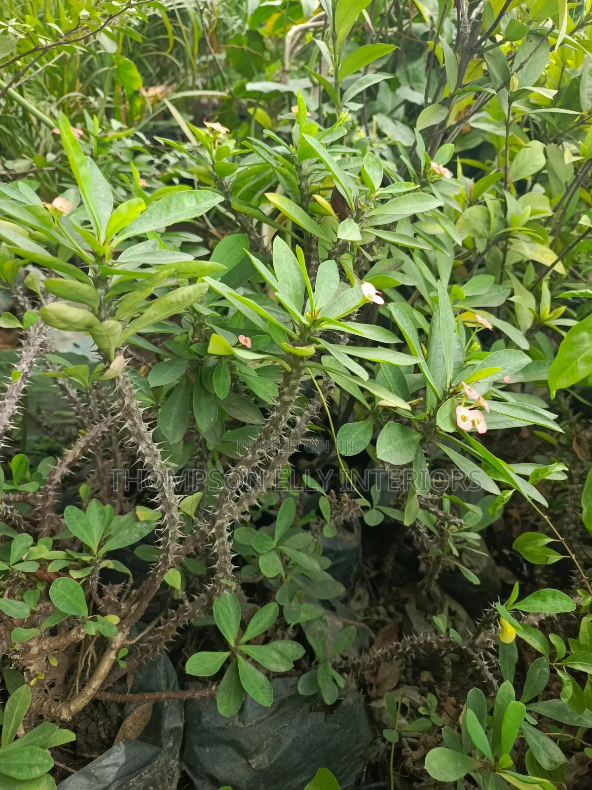 Crown of Thorns