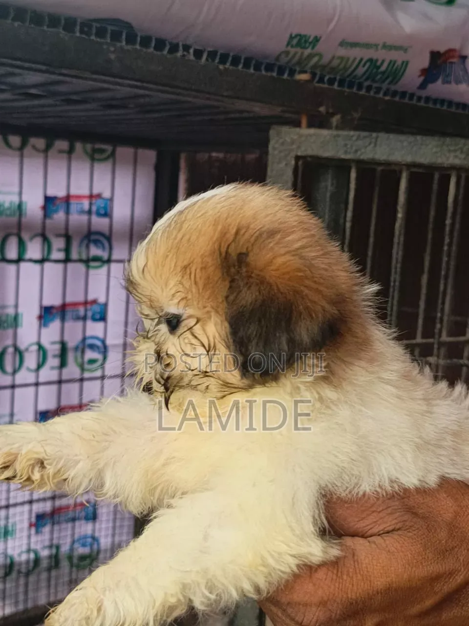 1-3 months Female Purebred Shih Tzu