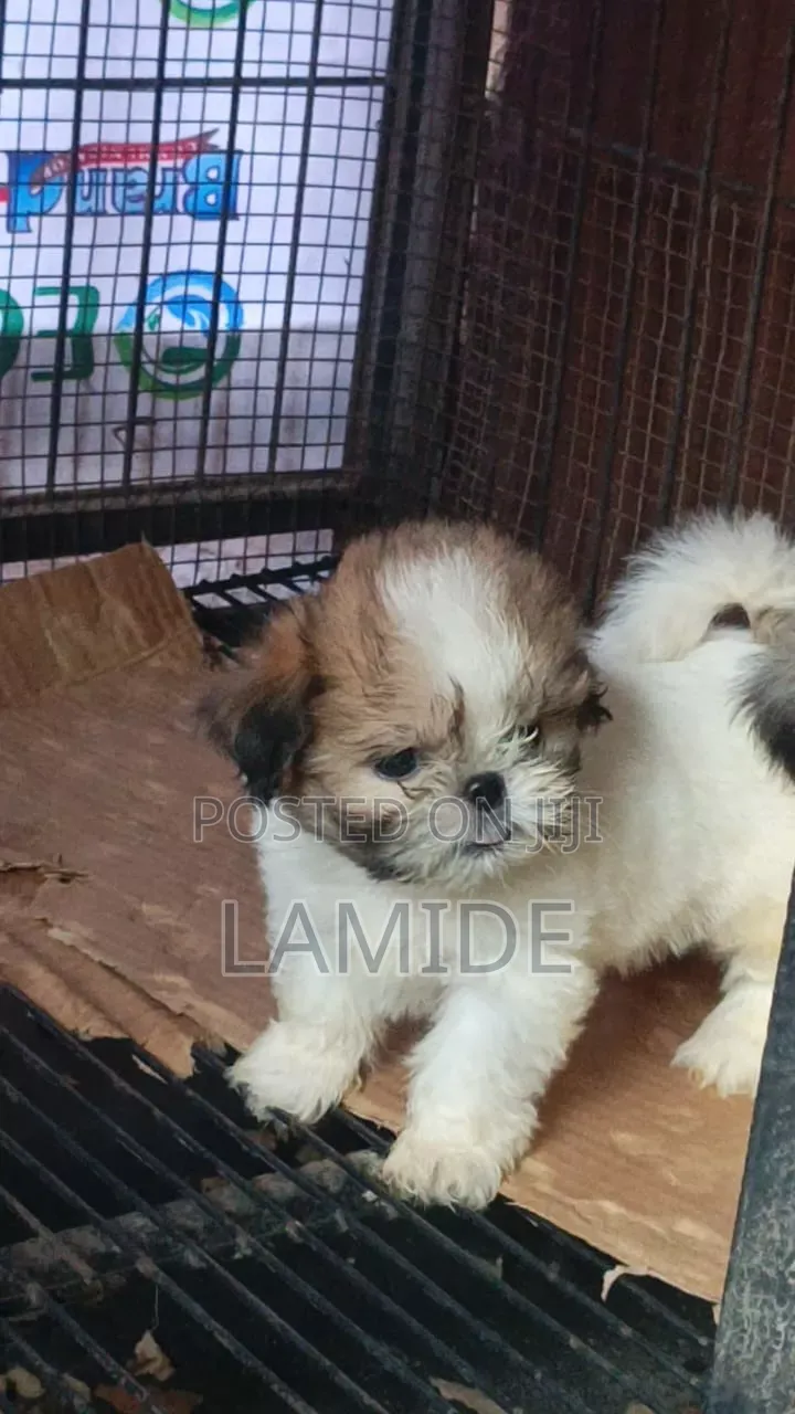1-3 months Female Purebred Shih Tzu