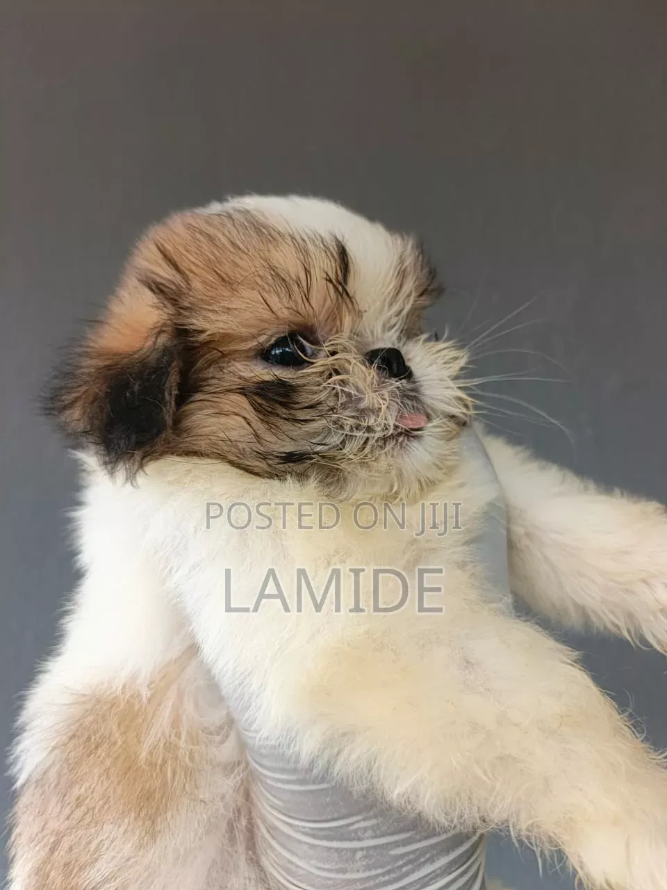 1-3 months Female Purebred Shih Tzu