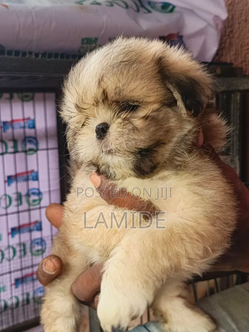 1-3 months Female Purebred Shih Tzu