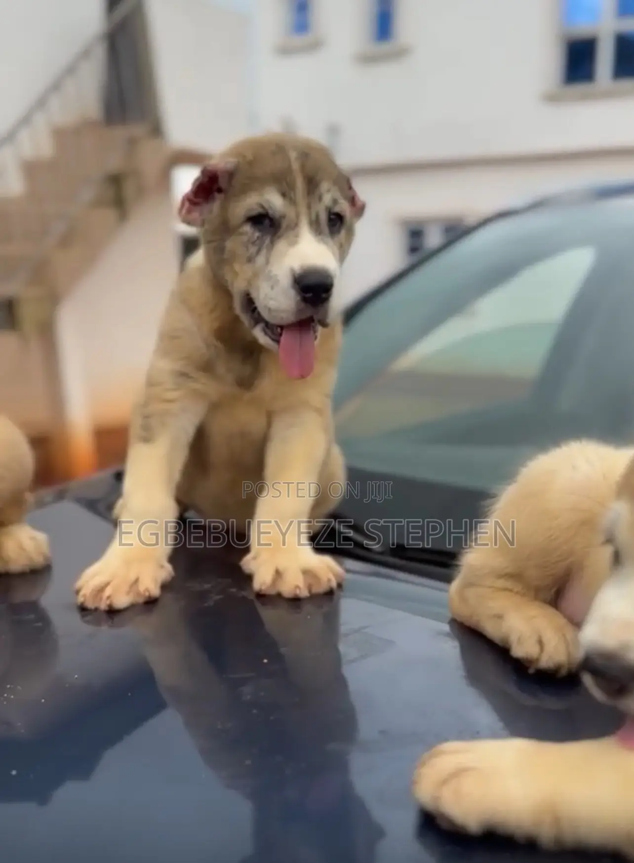 1-3 months Male Purebred Alabai