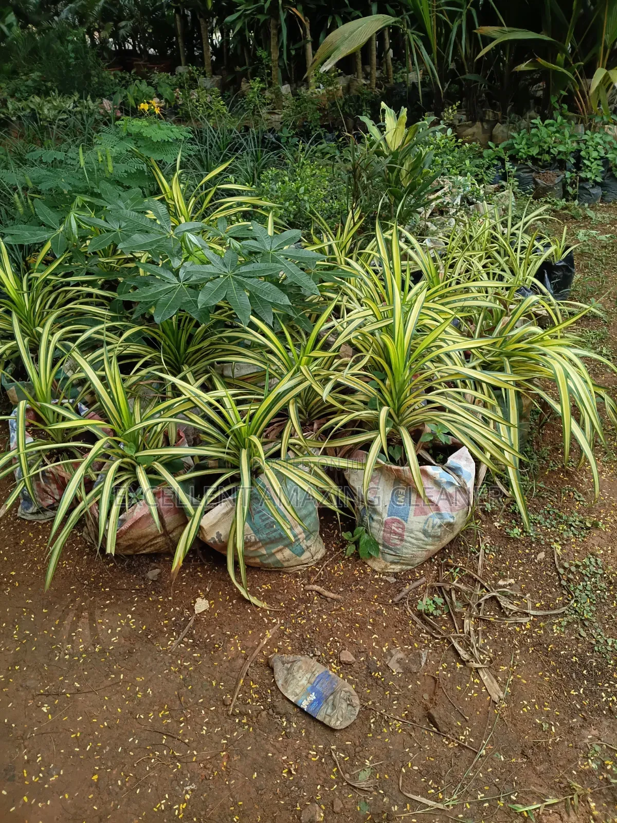 Flower Supply/ Gardener Service