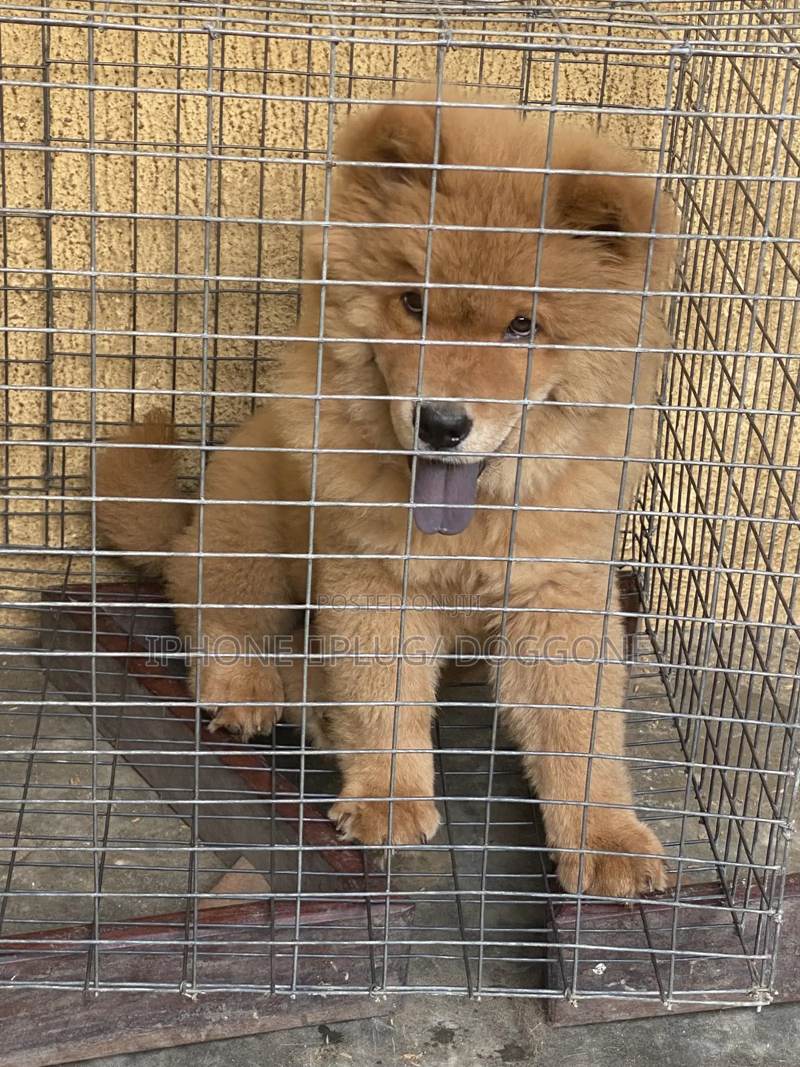 Boarding for Pets