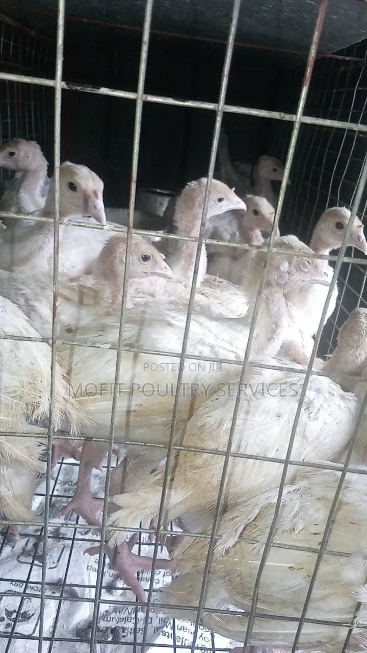 5 Weeks Imported (Foreign)Turkeys
