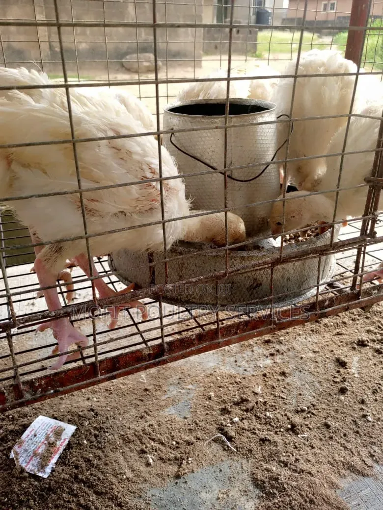 5 Weeks Imported (Foreign)Turkeys