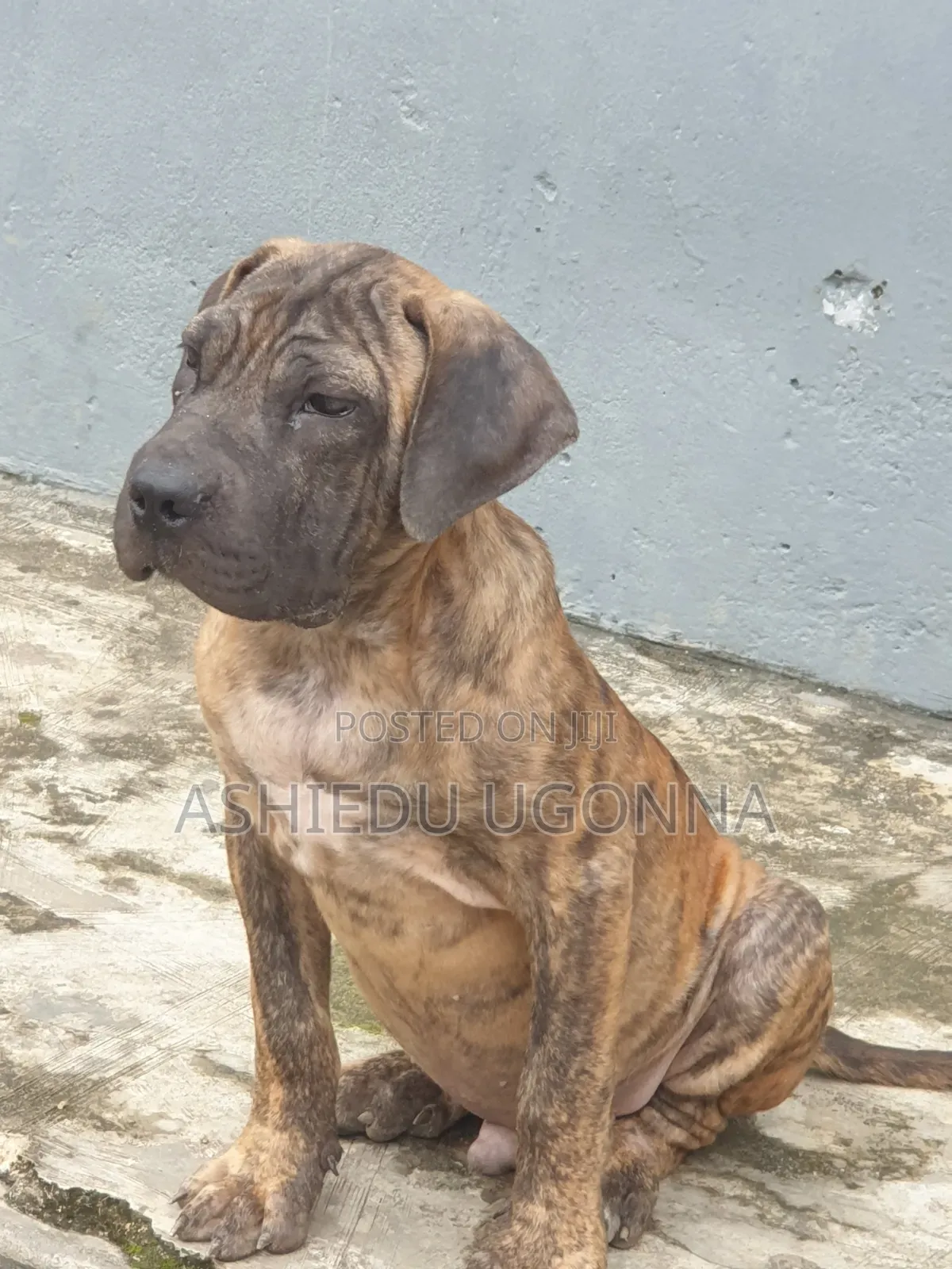 3-6 months Male Purebred Boerboel