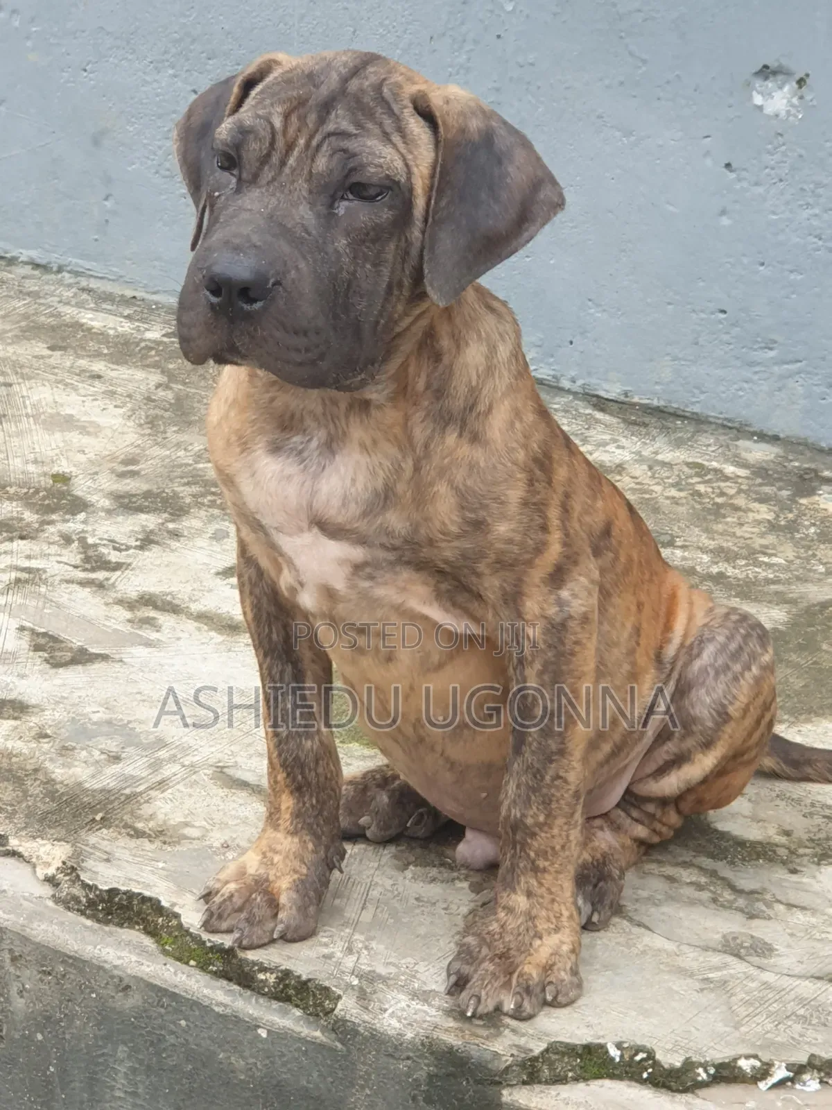 3-6 months Male Purebred Boerboel