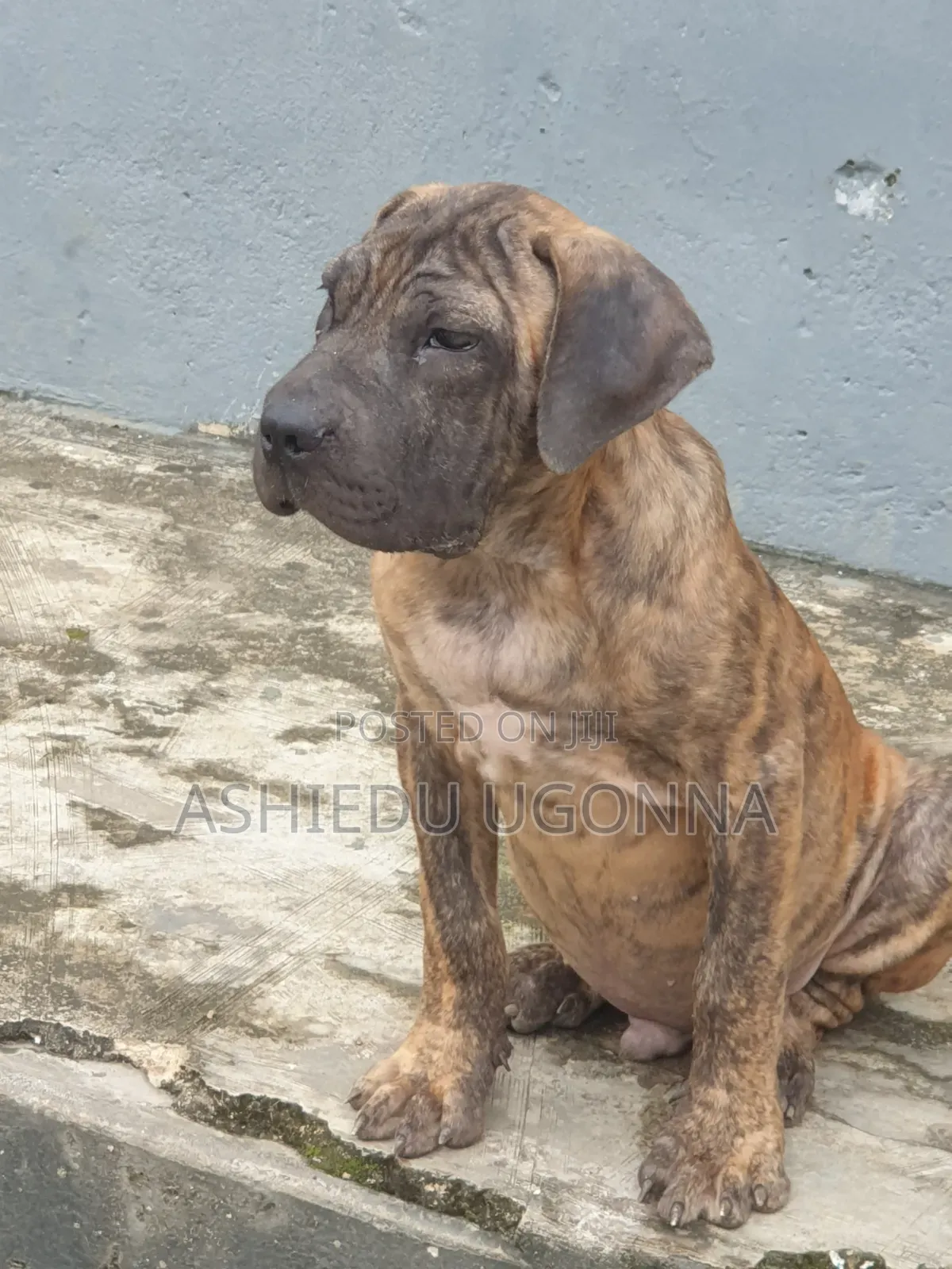 3-6 months Male Purebred Boerboel