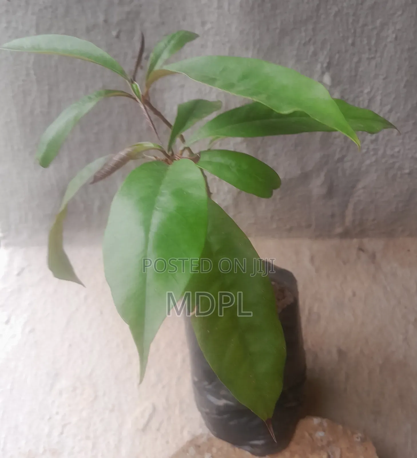African Star Apple Seedling