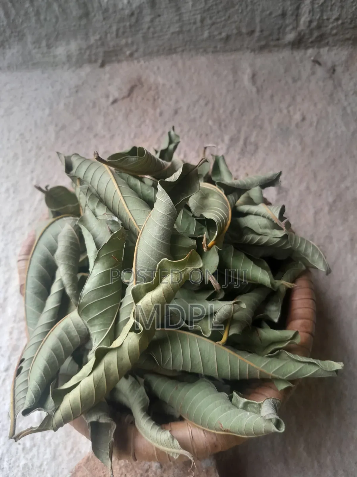 Dried Guava Leaves