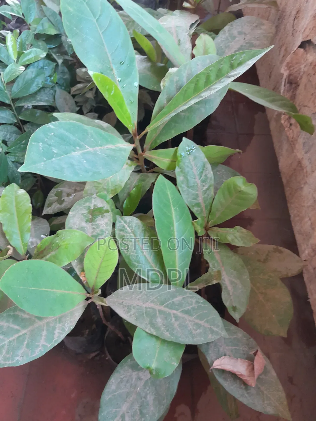 Almond Fruit Seedlings