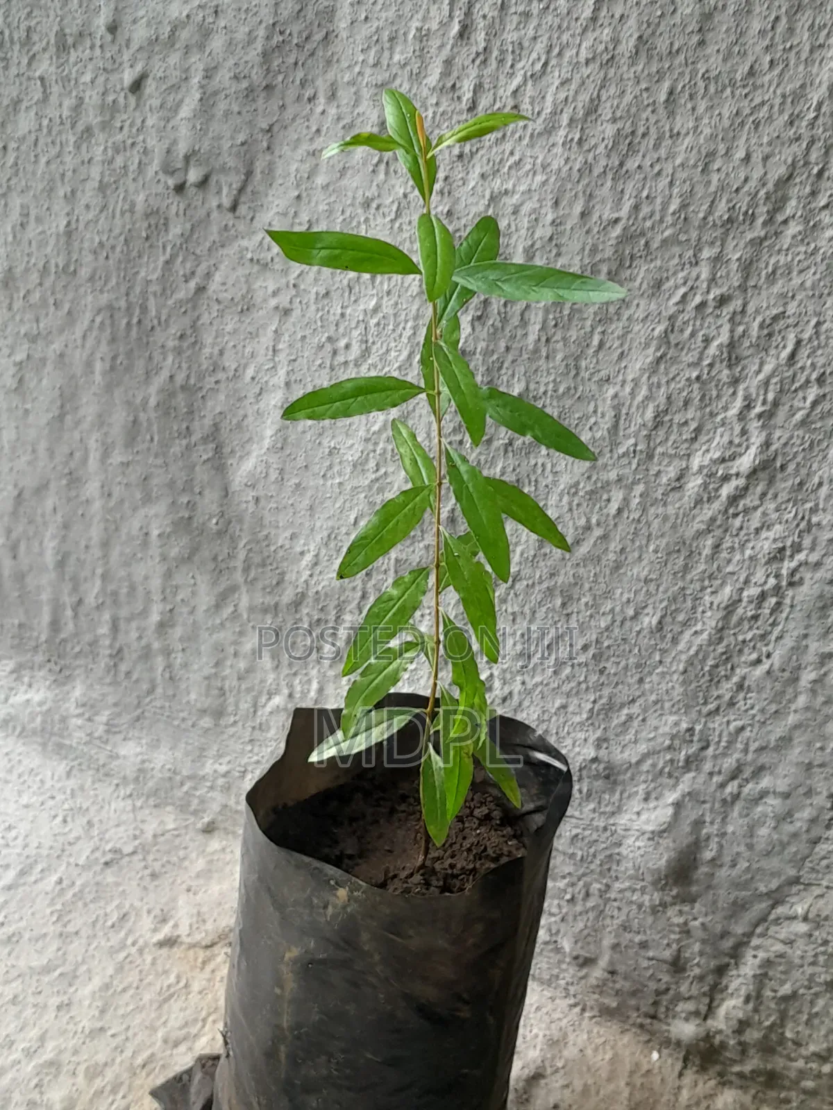 Pomegranate Seedlings