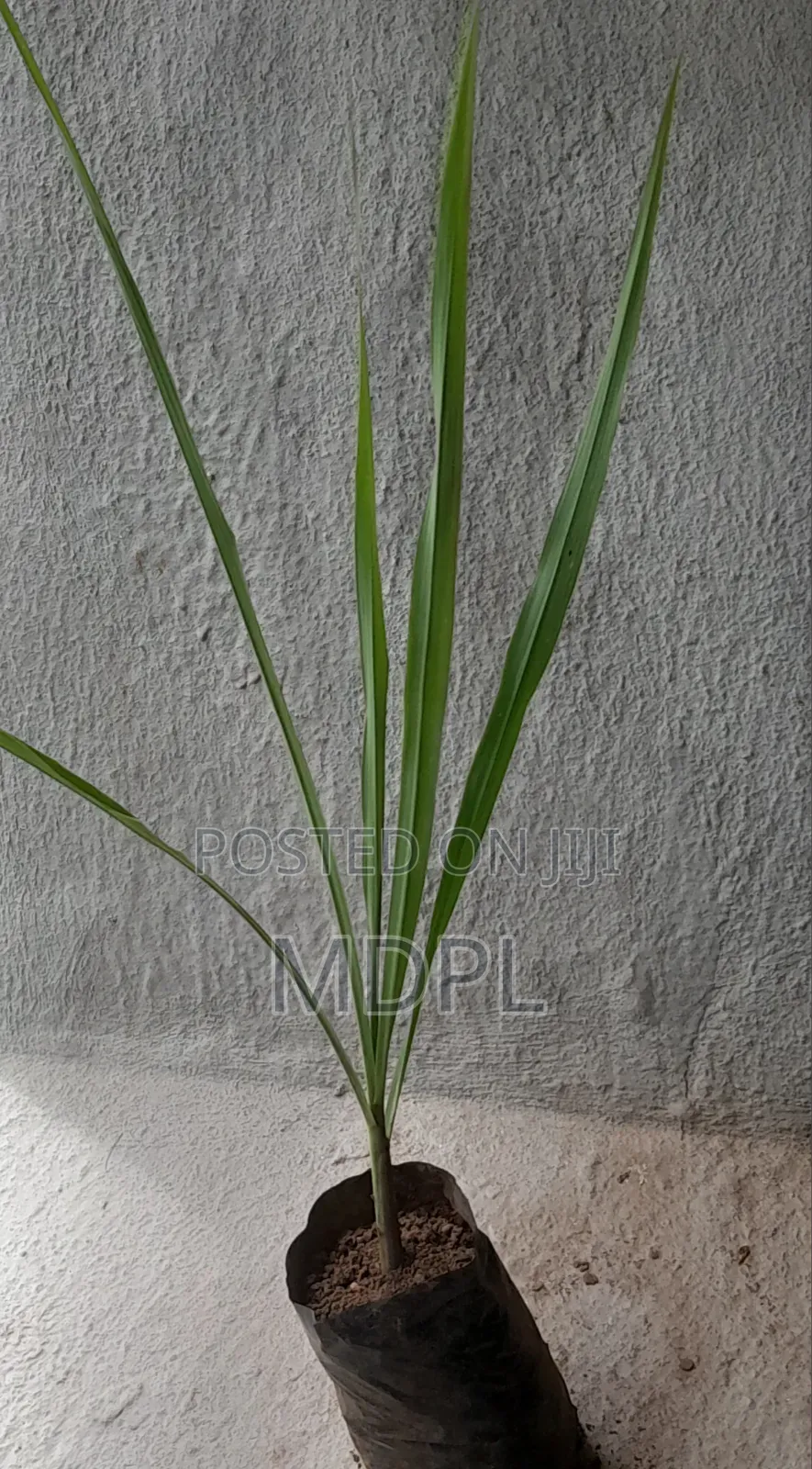 Lemon Grass Seedlings