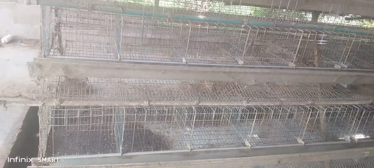 1st Grade Imported Fairly Used Cage