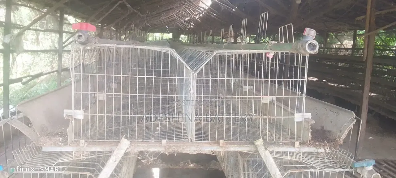 1st Grade Imported Fairly Used Cage