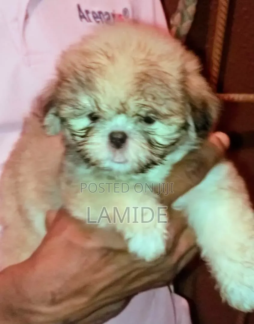 1-3 months Female Purebred Shih Tzu