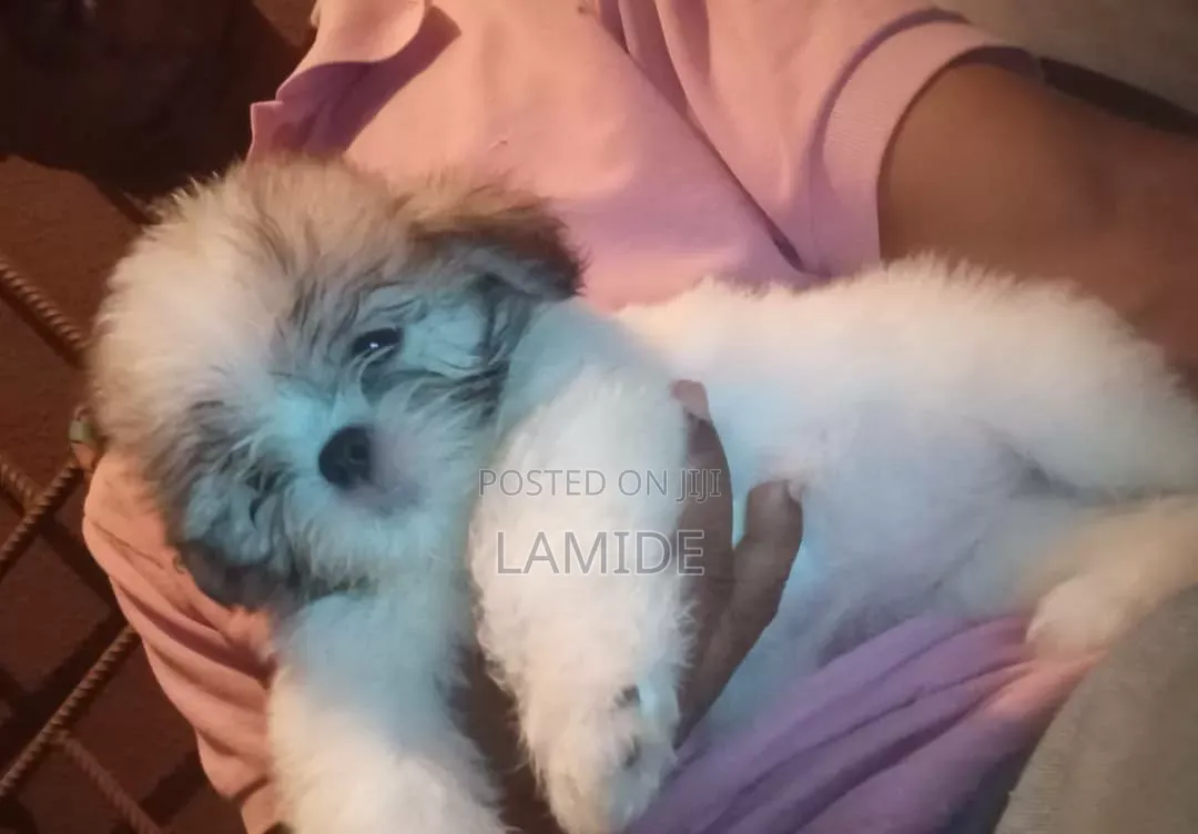 1-3 months Female Purebred Shih Tzu