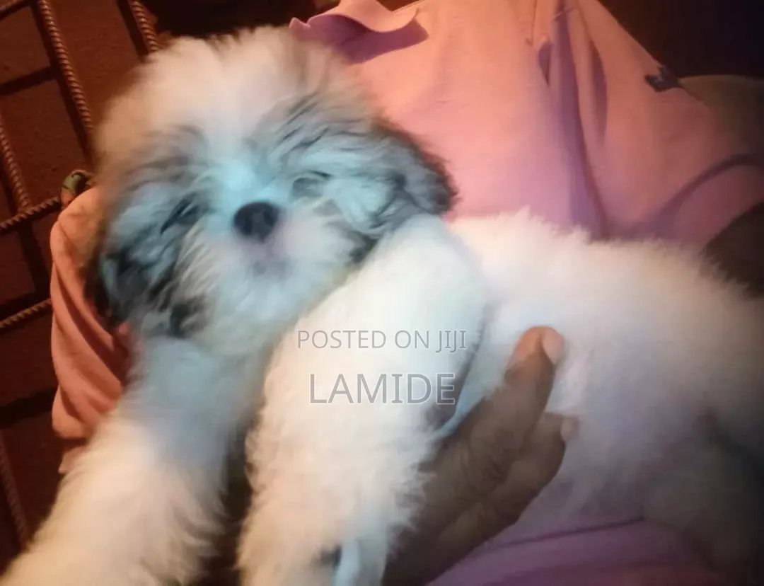 1-3 months Female Purebred Shih Tzu