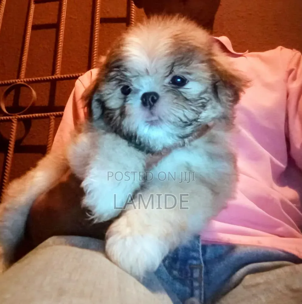1-3 months Female Purebred Shih Tzu
