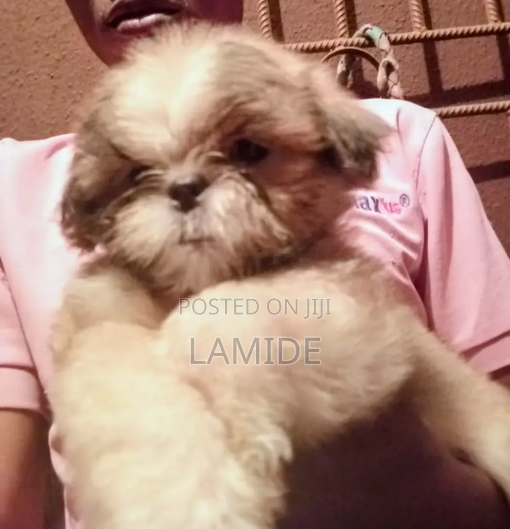 1-3 months Female Purebred Shih Tzu