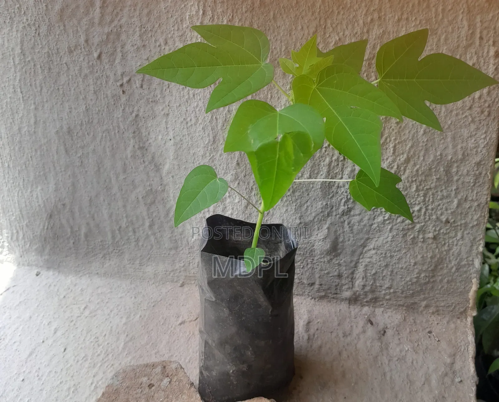 Pawpaw Seedling