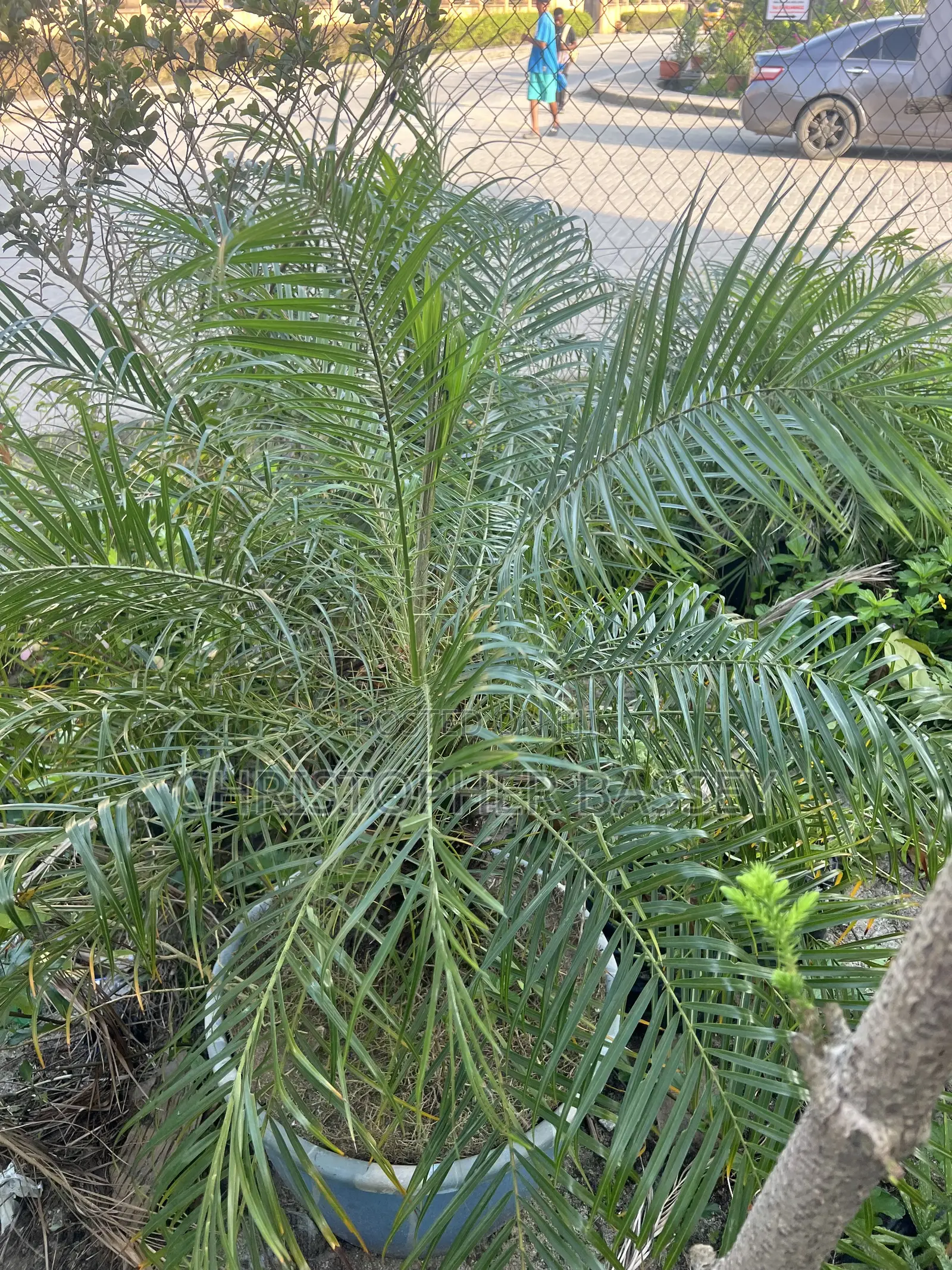 Pygmy Date Palm (Phoenix Roebelenii)