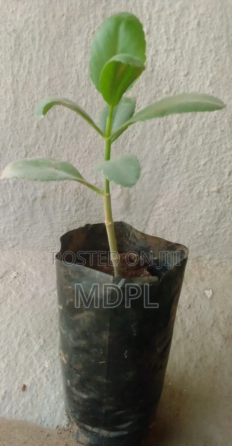 Miracle Plant Seedlings
