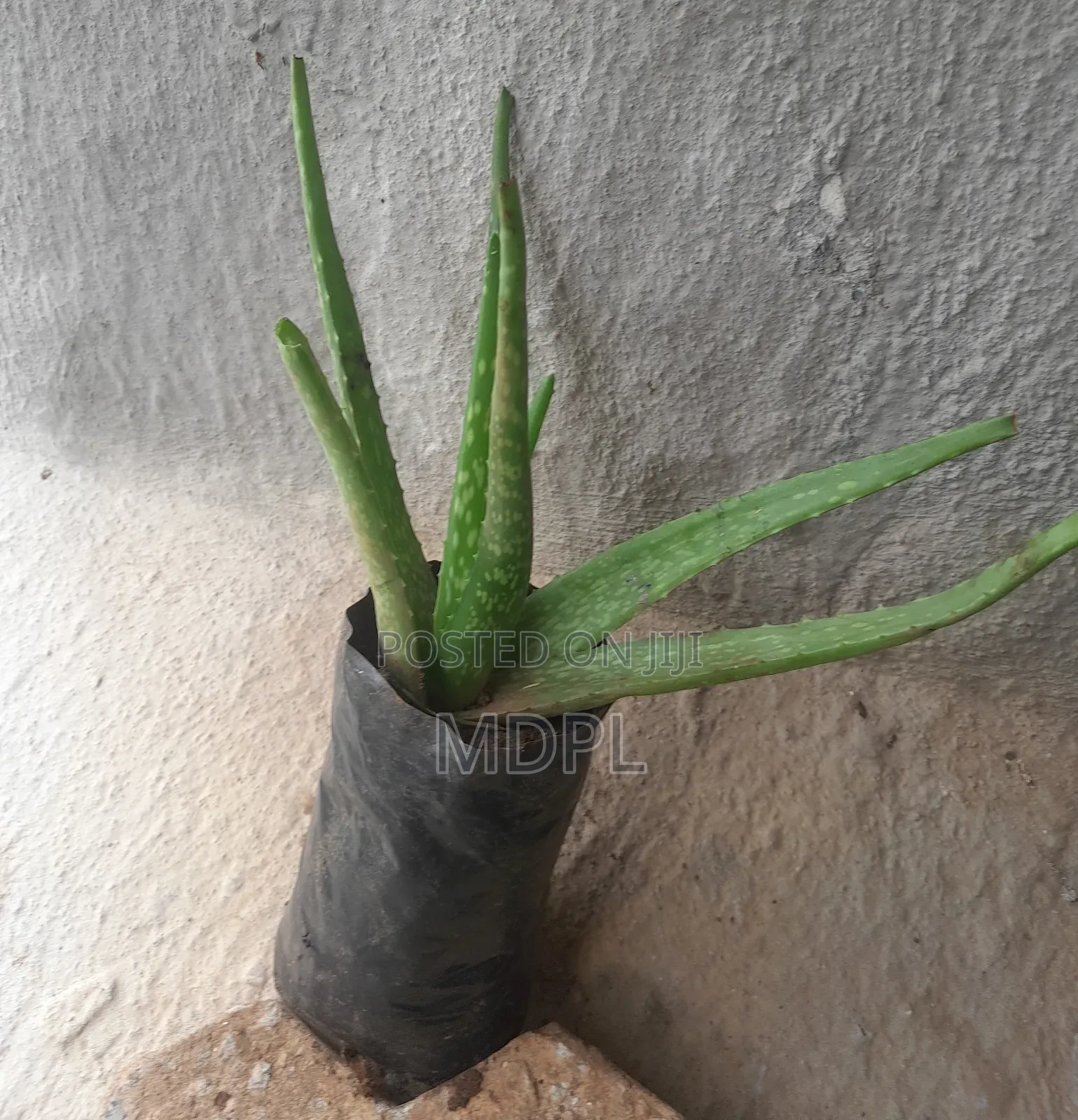 Aloe Vera Pubs