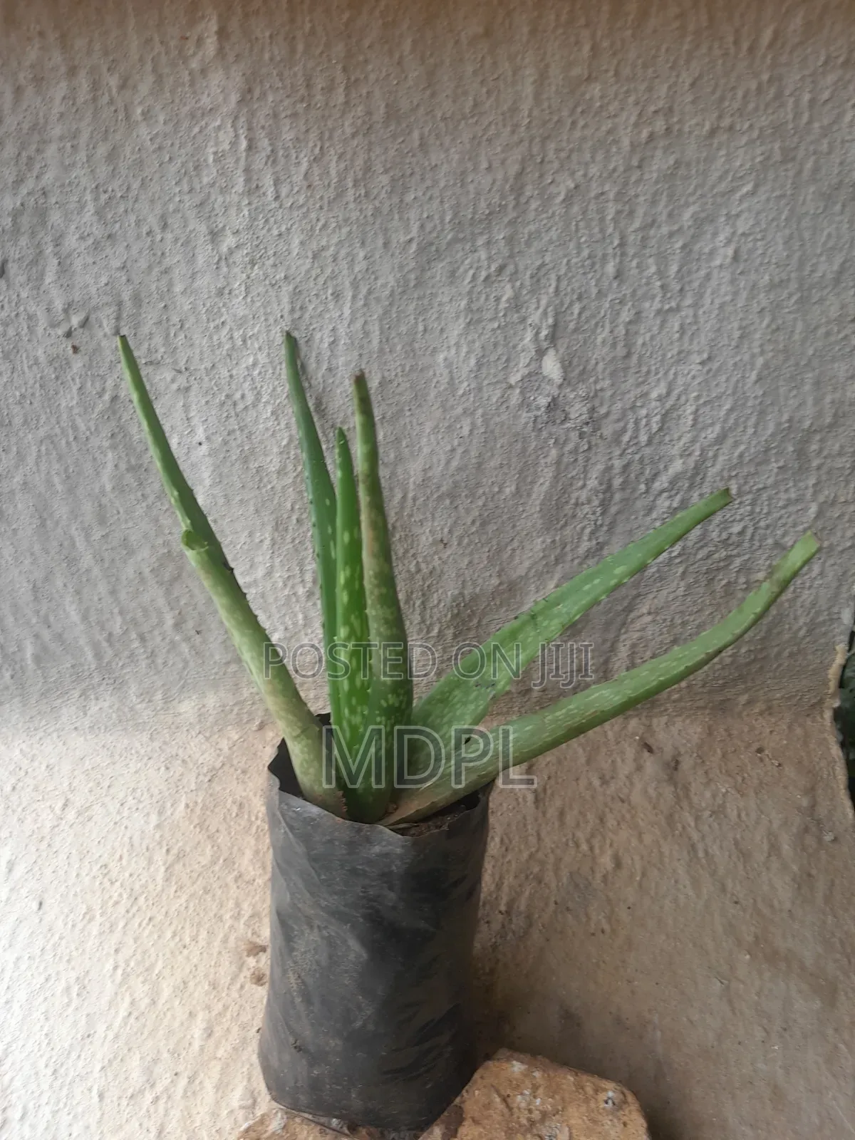 Aloe Vera Pubs
