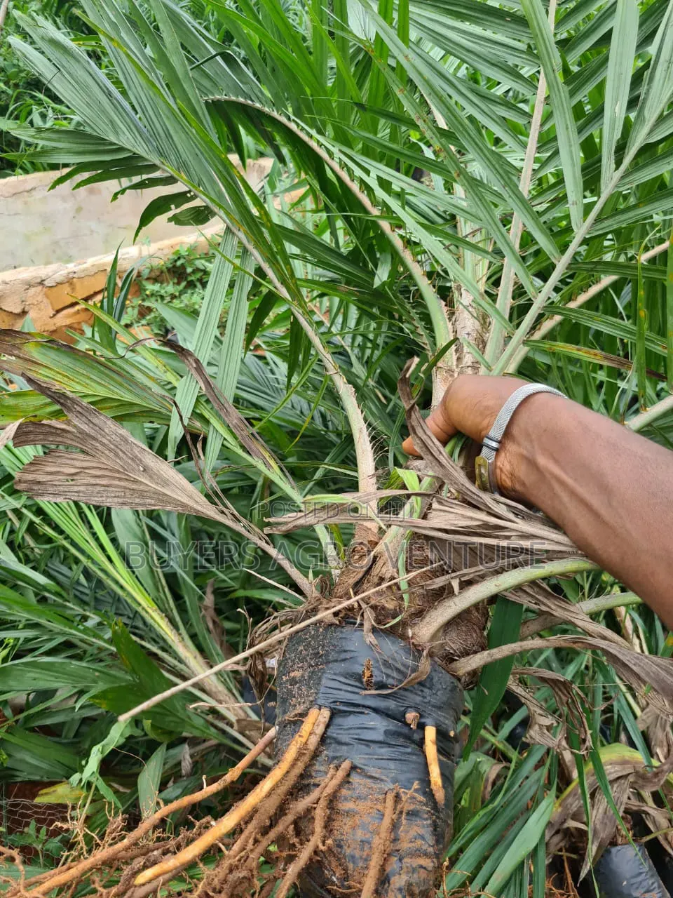 Malaysia Supergene Palm Seedlings, Bulk Orders Are Welcome.