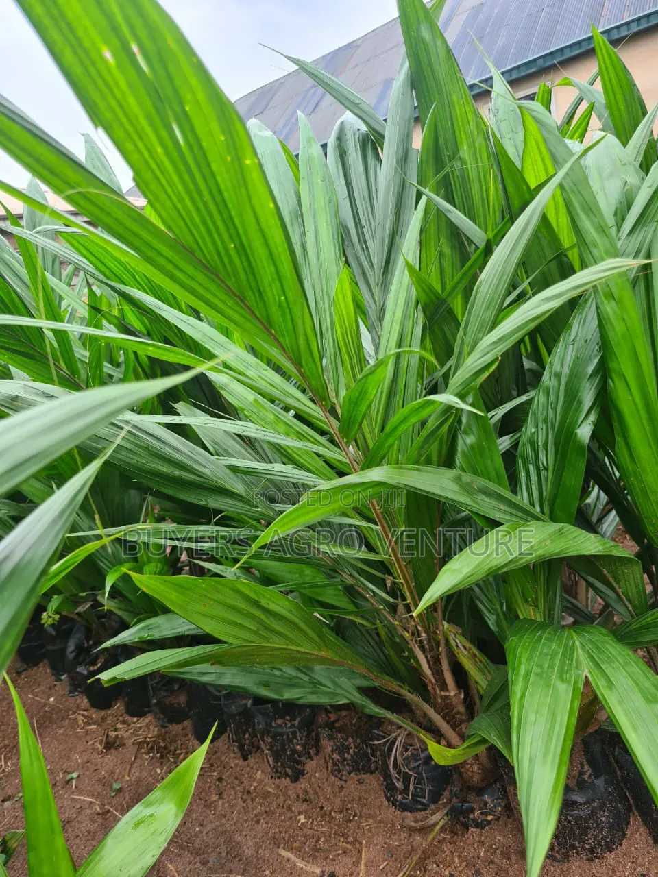 Malaysia Supergene Palm Seedlings, Bulk Orders Are Welcome.