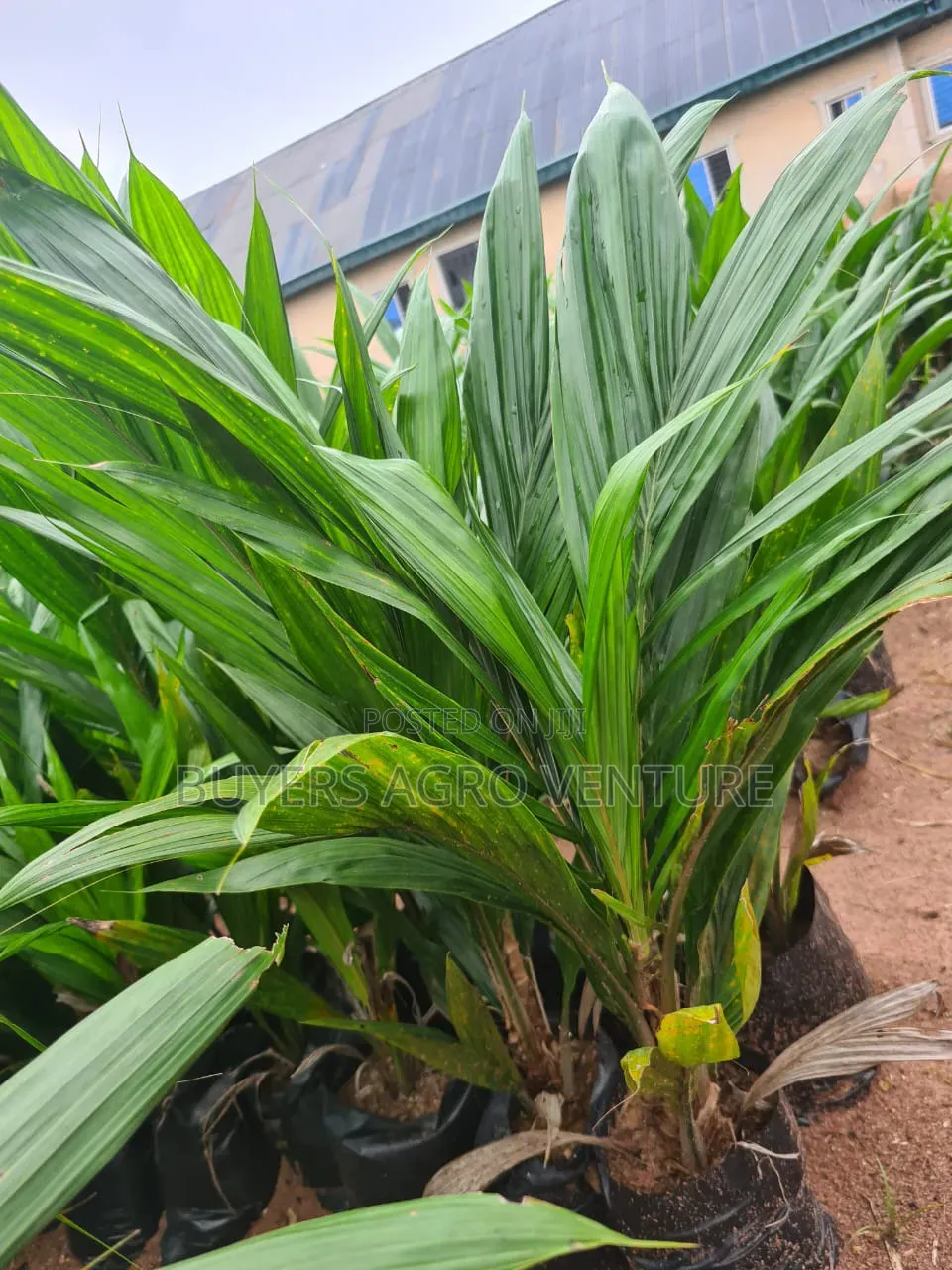 Malaysia Supergene Palm Seedlings, Bulk Orders Are Welcome.