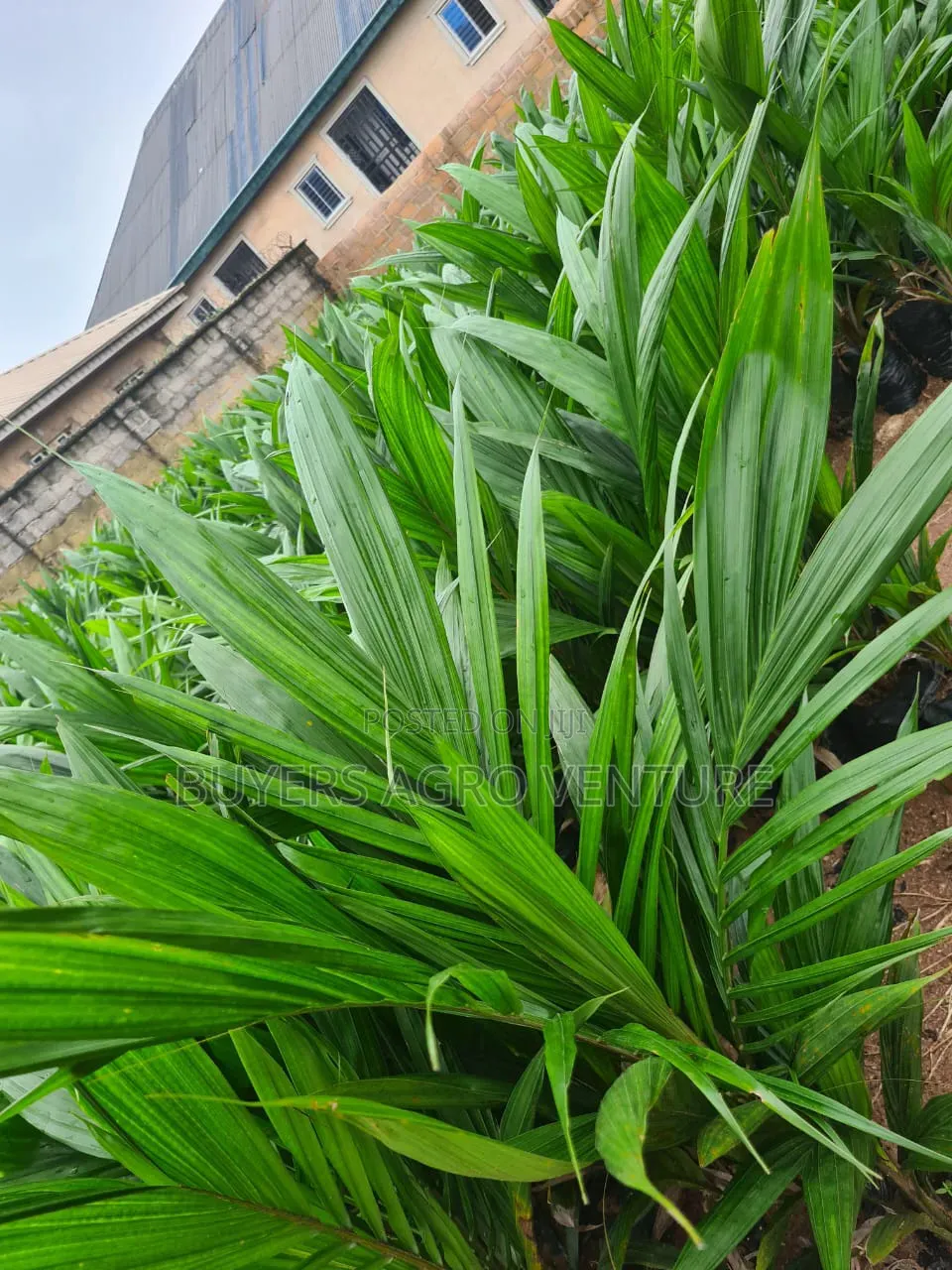 Malaysia Supergene Palm Seedlings, Bulk Orders Are Welcome.