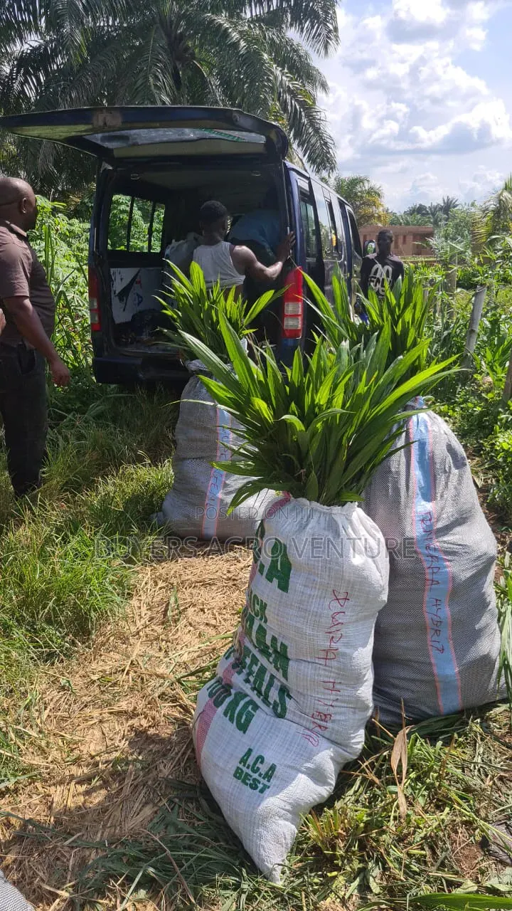 Malaysia Supergene Palm Seedlings, Bulk Orders Are Welcome.